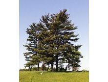 97,2.  Pinus strobus_P9 15-20.jpg