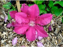 Clematis hybriden Kardynal Wyszynski Клематис гибридный Кардинал Вышиньский 3 (сильная) 2 ltr &#8364; 6,04 453,21р..jpg