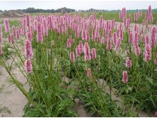 Persicaria Hohe Tatra Горец Хоух Татра &#8364; 1,19 86,87руб..jpg