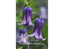 Clematis integrifolia Rooguchi Клематис цельнолистный Роогучи 3 (сильная) 2 ltr &#8364; 6,04 453,21р..jpg