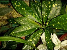 Codiaeum Aucubifolium   'Gold Sun'