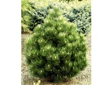 424,6.  Pinus heldreichii Compact Gem ( 1,5)