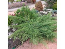 92.  Juniperus sabina Tamariscifolia No Blight.jpg