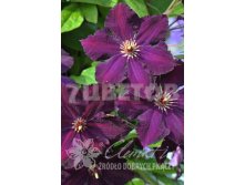 Clematis hybriden Grunwald Клематис гибридный Грюнвальд 3 (сильная) 2 ltr &#8364; 6,57 492,58р..jpg