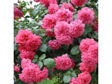 Rosa climbing Rosarium Uetersen.jpg