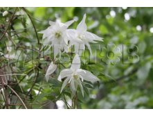 Clematis alpina Albina Plena Клематис альпийский Альбина Плена 1 (без обрезки) 2 ltr &#8364; 6,57 492,58р..jpg