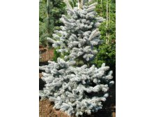  Picea pungens Koster P23(C5) 30-40 CM-33,18.jpg