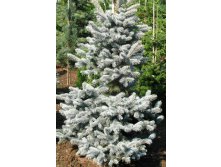  Picea pungens Koster P23(C5) 30-40 CM-33,18.jpg