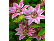 Clematis hybriden Nelly Moser Клематис гибридный Нелли Мозер 2 (слабая) 2 ltr &#8364; 6,04 453,21р..jpg