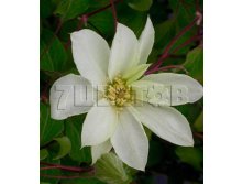 Clematis hybriden Moonlight Клематис гибридный Мунлайт 2 (слабая) 2 ltr &#8364; 6,57 492,58р..jpg