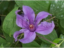 Clematis integrifolia Sizaia Ptitsa Клематис цельнолистный Сизая Птица 3 (сильная) 2 ltr &#8364; 6,04 453,21р..jpg