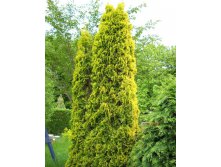 92.  Thuja occidentalis Malonyana Aurea.jpg