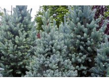 424,6.  Picea pungens Blue Diamond ( 1.5  25-30)