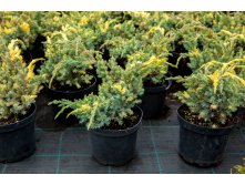 102,5.  Juniperus squamata Golden Flame.jpg