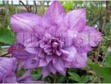 Clematis hybriden Proteus Клематис гибридный Протеус 2 (слабая) 2 ltr &#8364; 6,04 453,21р..jpg