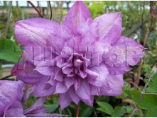 Clematis hybriden Proteus    2 () 2 ltr &#8364; 6,04 453,21..jpg