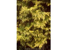 97,2.  Thuja plicata Zebrina Extra Gold_P10.5.jpg