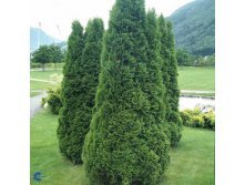 81,4.  Thuja occidentalis Holmstrup_P9 12-15.jpg