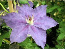 Clematis hybriden Moniuszko Клематис гибридный Монюшко 2 (слабая) 2 ltr &#8364; 6,04 453,21р..jpg