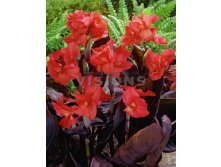 Canna Futurity RedКанна Футурити Ред&#8364; 0,84 61,32 &#8381;.jpg