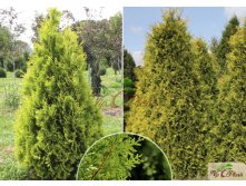 86,7.  Thuja occidentalis Yellow Ribbon_P9 15-20.jpg