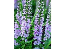 Veronica Harmony Pink Harmony Вероника Хармони Пинк Хармони &#8364; 1,36 99,28руб..jpg