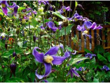 Clematis integrifolia Bluish Violet Клематис цельнолистный Блюиш Вайолет - 2 ltr &#8364; 6,04 453,21р..jpg