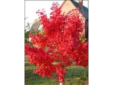  Acer rubrum Red Sunset  7,5 160-180-20,87.jpg