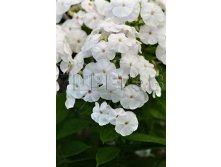 Phlox paniculata Pina Colada Флокс метельчатый Пина Колада &#8364; 1,16 84,68руб..jpg