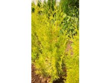 86,7.  Thuja occidentalis Salland_P9.jpg