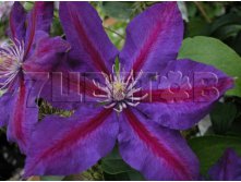 Clematis hybriden Julka Клематис гибридный Юлька 2 (слабая) 2 ltr &#8364; 6,04 453,21р..jpg