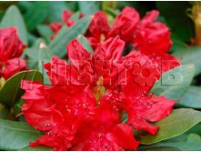 Rhododendron hybrida Torero    -26C 5 ltr 25-30 &#8364; 16,37 1 228,05..jpg