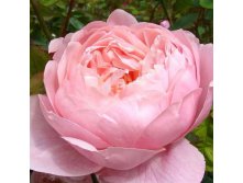 Rosa park The Alnwick Rose.jpg