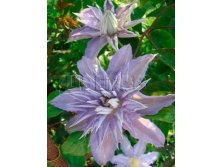Clematis hybriden Thyrislund Клематис гибридный Турисланд 2 (слабая) 2 ltr &#8364; 6,57 492,58р..jpg