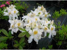 Azalea knap hill Schneegold  -  -27C 15 ltr 70-90 &#8364; 40,06 3 004,47..jpg