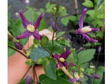 Clematis aromatica Клематис ароматный 3 (сильная) 2 ltr &#8364; 6,57 492,58р..jpg