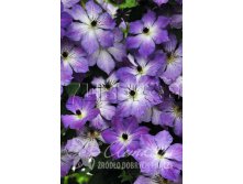 Clematis hybriden Cloudburst Клематис гибридный Клаудберст 3 (сильная) 2 ltr &#8364; 6,57 492,58р..jpg