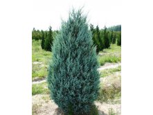 102,5.  Juniperus scopulorum Moonglow.jpg