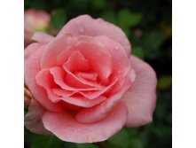 Rosa tea hybrid Summer Lady.jpg