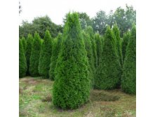 97,2.  Thuja occidentalis Spotty Smaragd_P9 20-25.jpg