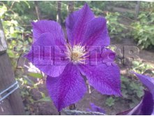Clematis hybriden Wildfire Клематис гибридный Уайлдфаер 2 (слабая) 2 ltr &#8364; 6,04 453,21р..jpg