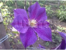 Clematis hybriden Wildfire    2 () 2 ltr &#8364; 6,04 453,21..jpg