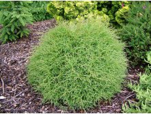 83,5.  Thuja occidentalis Mr Bowling Ball_P9 15-20.jpg