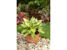 Hosta Colored Hulk Хоста Колоред Халк &#8364; 1,96 143,08руб..jpg