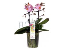 Фаленопсис мультицветковый Сантос 2ств. 12х25. 942,9 руб.jpg