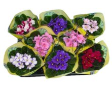 Фиалка микс 15х20. 399 руб.jpg