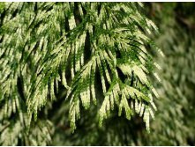 70,8.  Thuja plicata Zebrina_P9 20-25.jpg