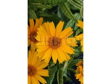 Heliopsis Sunstruck Гелиопсис Санстрак &#8364; 1,46 106,58руб..jpg