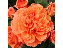 Rosa floribunda Orangery.jpg