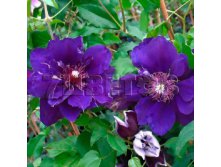 Clematis hybriden Shin-shigyoku   - 2 () 2 ltr &#8364; 6,57 492,58..jpg